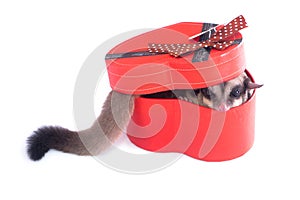 Sugar glider with red gift box