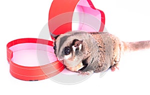 Sugar glider with red gift box