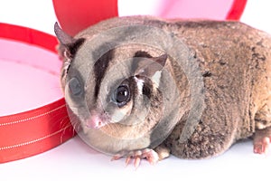 Sugar glider with red gift box
