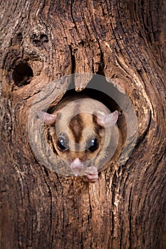 Sugar Glider in tree