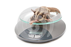 Sugar glider on weigh scales