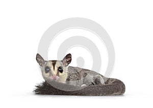 Sugar Glider on white background