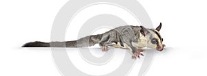 Sugar Glider on white background