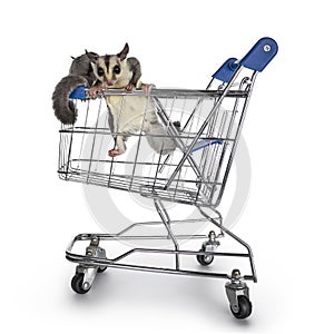 Sugar Glider on white background