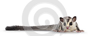 Sugar Glider on white background