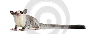 Sugar Glider on white background