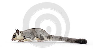 Sugar Glider on white background