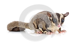 Sugar Glider on white background photo