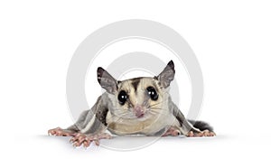 Sugar Glider on white background photo