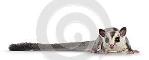 Sugar Glider on white background photo
