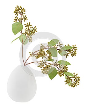 Sugar gum twigs in vase isolated on white