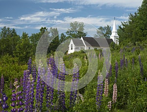 Sugar Hill New Hampshire church and lupine blooms