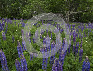 Sugar Hill New Hampshire old tree and lupine blooms photo