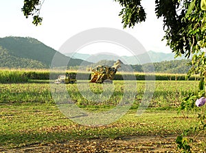 Sugar Industry Sugarcane Harvest Scene in Ingham Queensland Australia