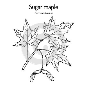 Sugar maple acer saccharum , state tree of New York, Vermont, West Virginia, Wisconsin