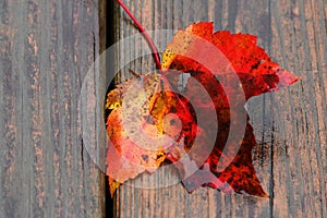 Sugar Maple Leaf on Wood Deck