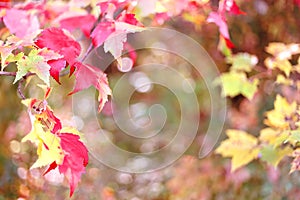 Sugar Maple Leaves Framing Autumn Nature Background