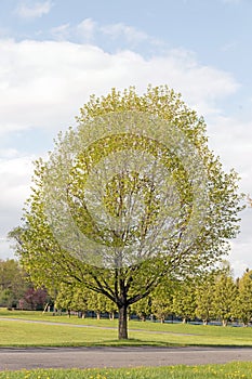 Sugar maple tree in Spring bloom and sky