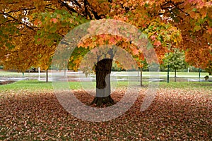 Sugar Maple Tree with Colorful Leaves in the Autumn