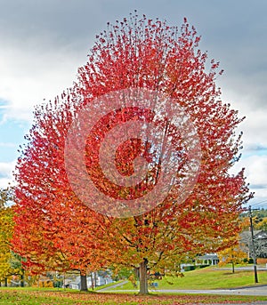 sugar maple tree in Fall color on grass with fallen leaves in urban setting