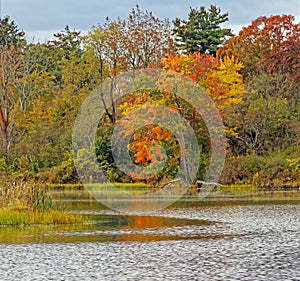 sugar maple tree in Fall color at pond edge