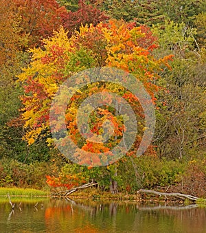 sugar maple tree in Fall color at pond edge