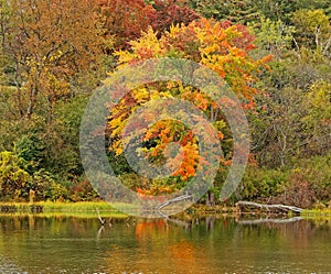 sugar maple tree in Fall color at pond edge