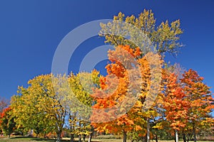 Sugar Maple trees in fall color with dark blue sky