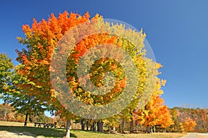 Sugar Maple trees in fall with dark blue sky