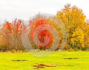 sugar maple trees in Fall and three puddles in field