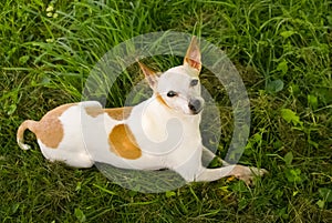 Chihuahua/Jack Russell Terrier Dog Mix in the Grass photo