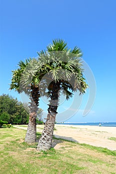 Sugar palm on the beach with blue sky backgrou