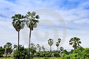 Sugar palm with blue sky background