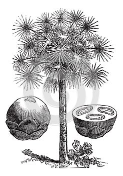 Sugar palm or Borassus flabellifer, vintage engraving