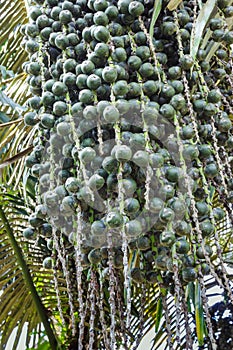 Sugar palm, candy palm, palm bunch