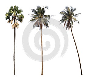 Sugar palm and coconut trees isolated on white background