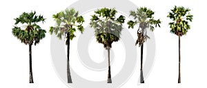 Sugar palm collections isolated on white background (Toddy palm, Asian Palmyra palm, Borassus flabellifer)