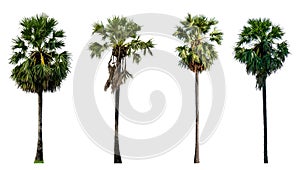 Sugar palm collections isolated on white background (Toddy palm, Asian Palmyra palm, Borassus flabellifer