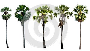 Sugar palm collections isolated on white background (Toddy palm, Asian Palmyra palm, Borassus flabellifer)