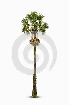 Sugar palm di-cut Isolated white background