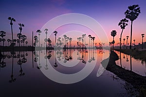 sugar palm (Dongtan) and reflections in the rice fields at the end of the rainy season