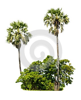 Sugar palm tree alone or single on isolate white background