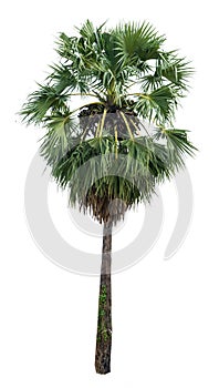 Sugar palm tree alone or single on isolate white background