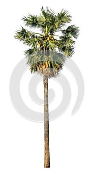 sugar palm isolated on the white background are suitable for both printing and web pages