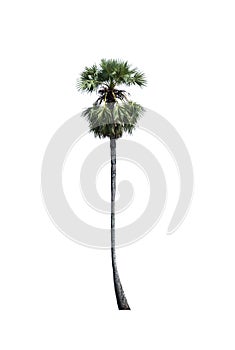 Sugar palm isolated on white background (Toddy palm, Asian Palmyra palm, Borassus flabellifer
