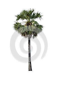 Sugar palm isolated on white background (Toddy palm, Asian Palmyra palm, Borassus flabellifer)