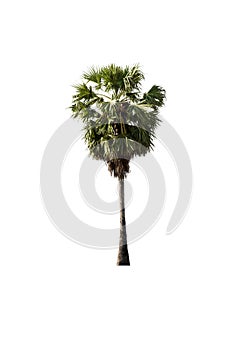 Sugar palm isolated on white background (Toddy palm, Asian Palmyra palm, Borassus flabellifer)