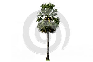 Sugar palm isolated on white background (Toddy palm, Asian Palmyra palm, Borassus flabellifer)