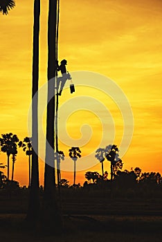 Sugar palm,Man with career climbing palm sugar at sunset