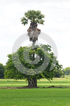 Sugar palm Occurred on a large tree. Parasitic tree photo